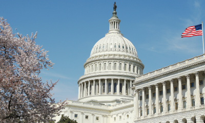 capitol-cherry-blossoms