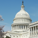 capitol-cherry-blossoms