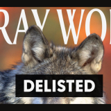 gray wolf